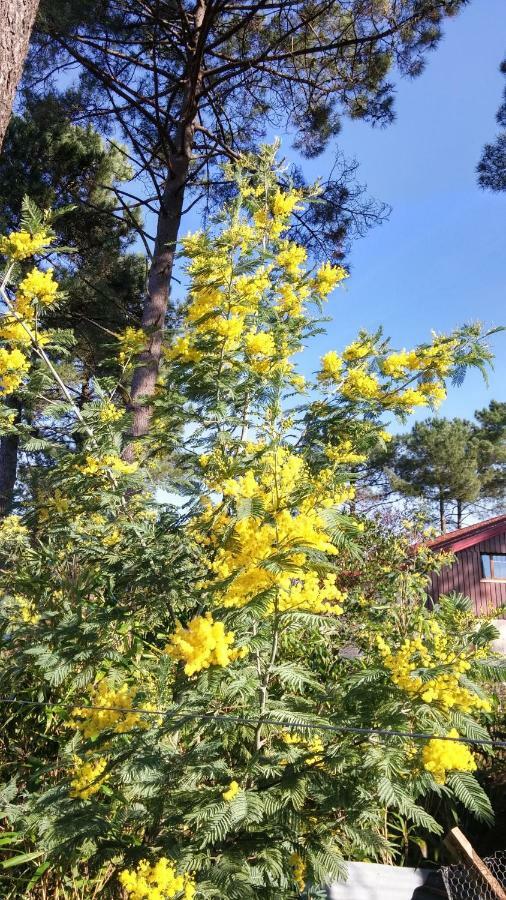 Le Relais De La Praya Bed & Breakfast Lege-Cap-Ferret Exterior photo